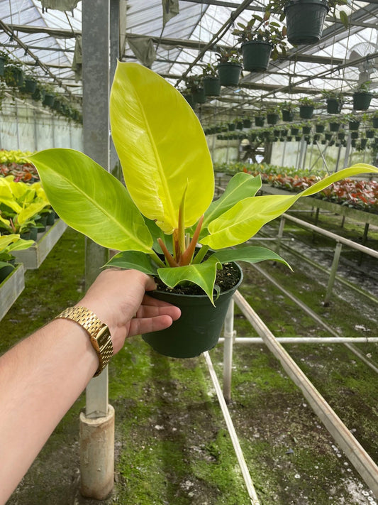 Philodendron 'Moonlight' | Live Plant for Indoor & Outdoor | for Living Room, Office, Bathroom | (6" Pot)