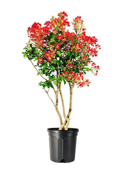 Crape Myrtle Red Rocket | 2 Extra Large Trade 3 Gallon Plants | Lagerstroemia Indica | Fast-Growing Ornamental Tree, Drought Tolerant, Long Blooming Season, Summer Flowering Shrub, Low Maintenance