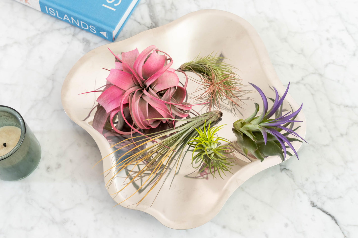 Colorful Mini Tillandsia Xerographica Air Plants in Custom Vibrant Tones - (Hawaiian Sunset, Pack of 3)