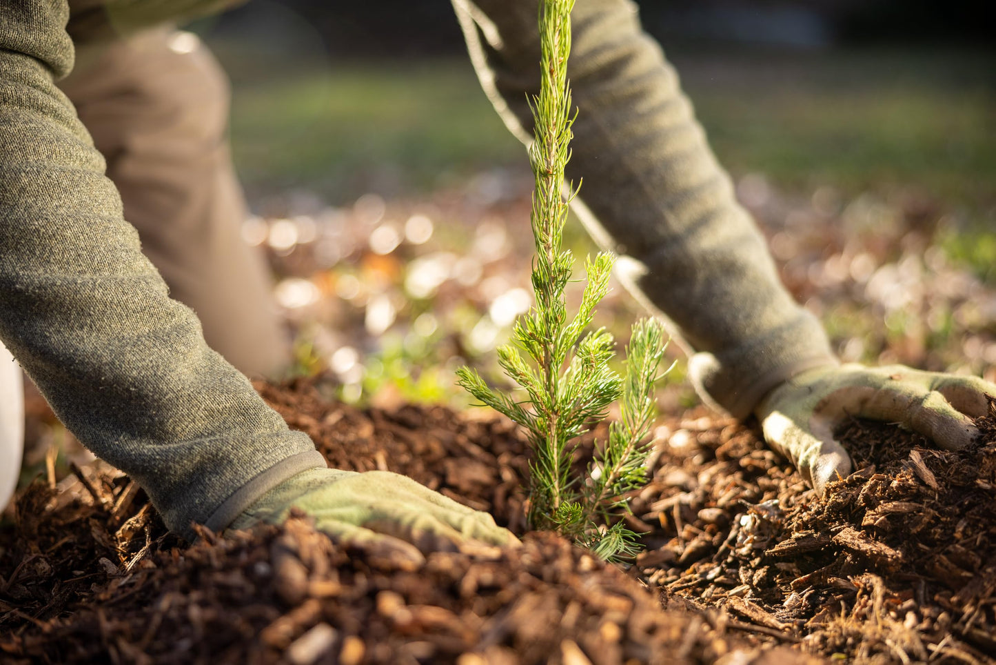 Black Hills Spruce Live Tree Plug Seedlings | 6"-12" | Arbor Day Foundation (3-Pack)