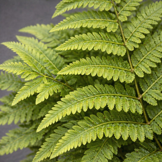Classy Groundcovers, Tennessee Ostrich Fern, Narrow Leaf Glade Fern, Spleenwort (10 Bare Root Plants)