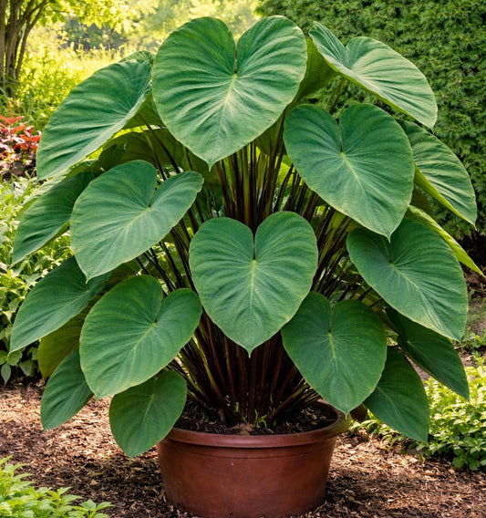 Elephant Ear Bulbs for Planting - Colocasia – Large Tropical Elephant Ears for Garden & Containers – Fast-Growing Ornamental Bulbs (3 Bulbs)