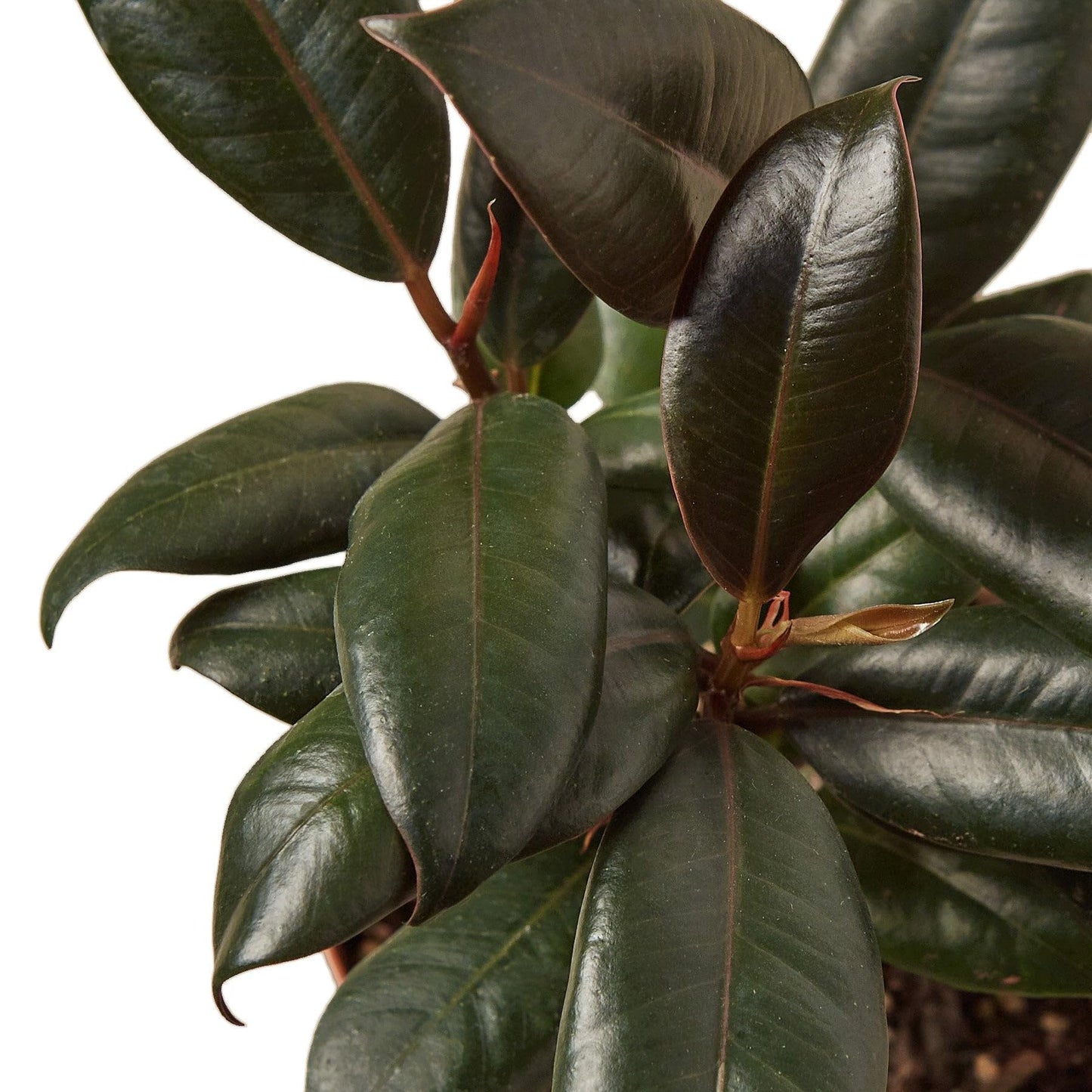 6 Pack Ficus Elastica 'Burgundy' in 4in Pot - Live Plants Tropical Houseplants | Variegated | USA Growers | The Snobby Leaf