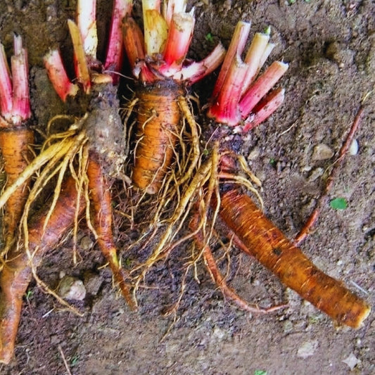 5 Large Rhubarb Plants Roots for Planting, Rhubarb Plants Live Roots for Planting, 3 to 5 Inc Tall, Backyard Gardens