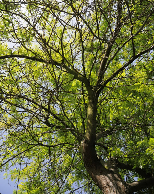 Live Plant - Thornless Honey Locust Tree - 18-24" Tall Live Plant - Bare Root - Outdoor
