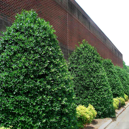 Live Plant - 10 Nellie R. Stevens Holly Shrubs/Trees - 8-12" Tall Live Plants - 3" Pots, Ilex