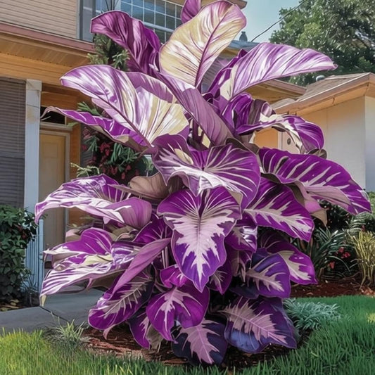 OJHJXUG Elephant Ears/Low Maintenance Excellent Display/Patio Or Porch Pot/Colorful Hues(Compact Purple) (6)