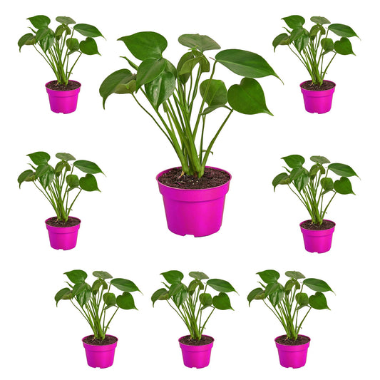 8 Pack Philodendron Monstera Split-Leaf in 4in Pot - Live Plants Tropical Houseplants | Variegated | USA Growers | The Snobby Leaf