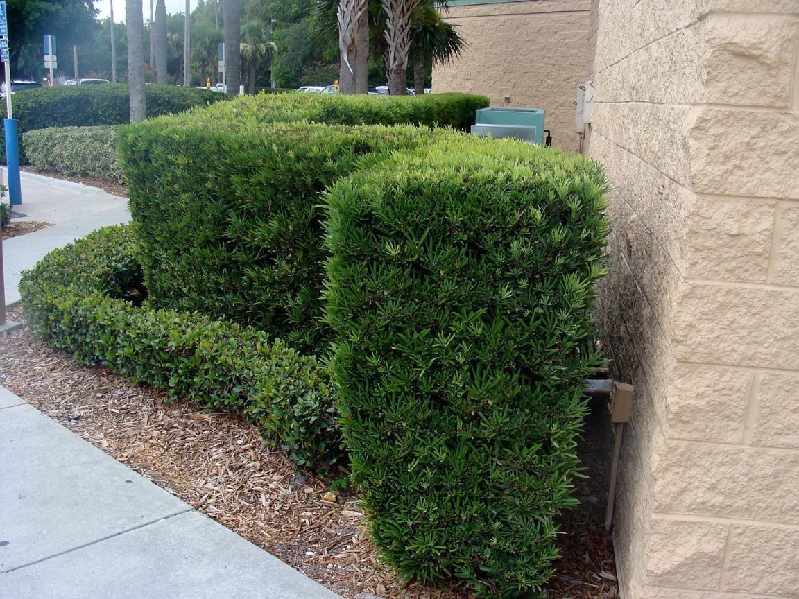 Podocarpus Japanese Yew | 10 Live Plants | Podocarpus Macrophyllus | Evergreen Shrub, Low Maintenance, Drought Tolerant, Privacy Screen Landscaping, Fast Growing, Ornamental Foliage