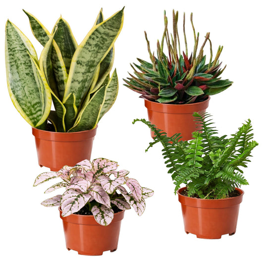 Easy to Grow Houseplants Mix Pack of 4 Full Size Potted Plants - Established & Rooted in 4" Quart Pots, Growers Assorted Mix of Air-Purifying Large Plants (Not Starter Plugs)