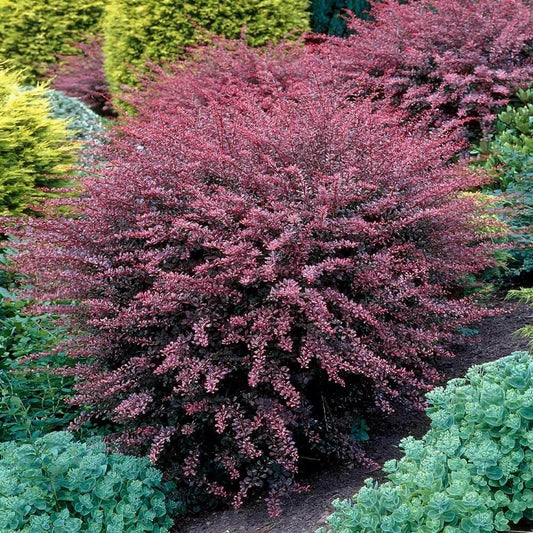 Live Plant - Rose Glow Barberry Shrub, 6-12" Tall Live Plant, Berberis thunbergii 'Rose Glow'