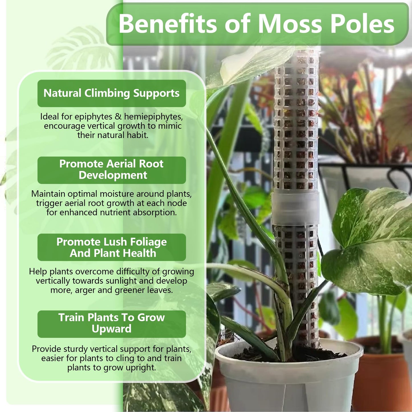 Sturdy Moss Poles for Climbing Plants - Extendable & Adjustable Small Moss Pole Monstera Plant Support Ideal for Indoor and Climbing Plants & More, Extendable Length 11.1'' to 31.2'', Set of 5