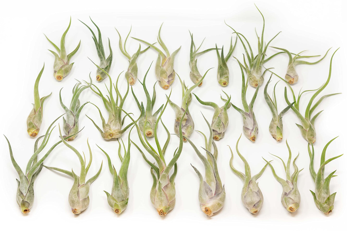 Tillandsia Caput Medusae Air Plants - Live Succulent House Plants - Available in Wholesale and Bulk - Home and Garden Decor - Easy Care Indoor/Outdoor Air Plant (Pack of 50)