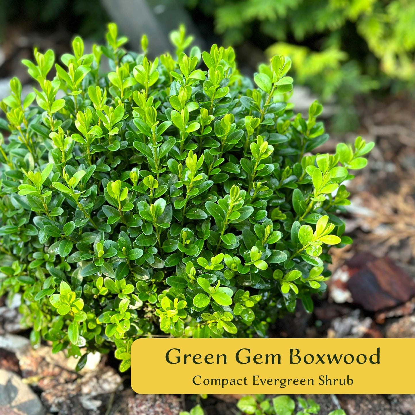 2 Green Gem Boxwood – Compact Rounded Evergreen Shrub for Low Hedges, Borders & Container Planting (Buxus sempervirens ‘Green Gem’) in 3.5″ Cubes, Live Plants