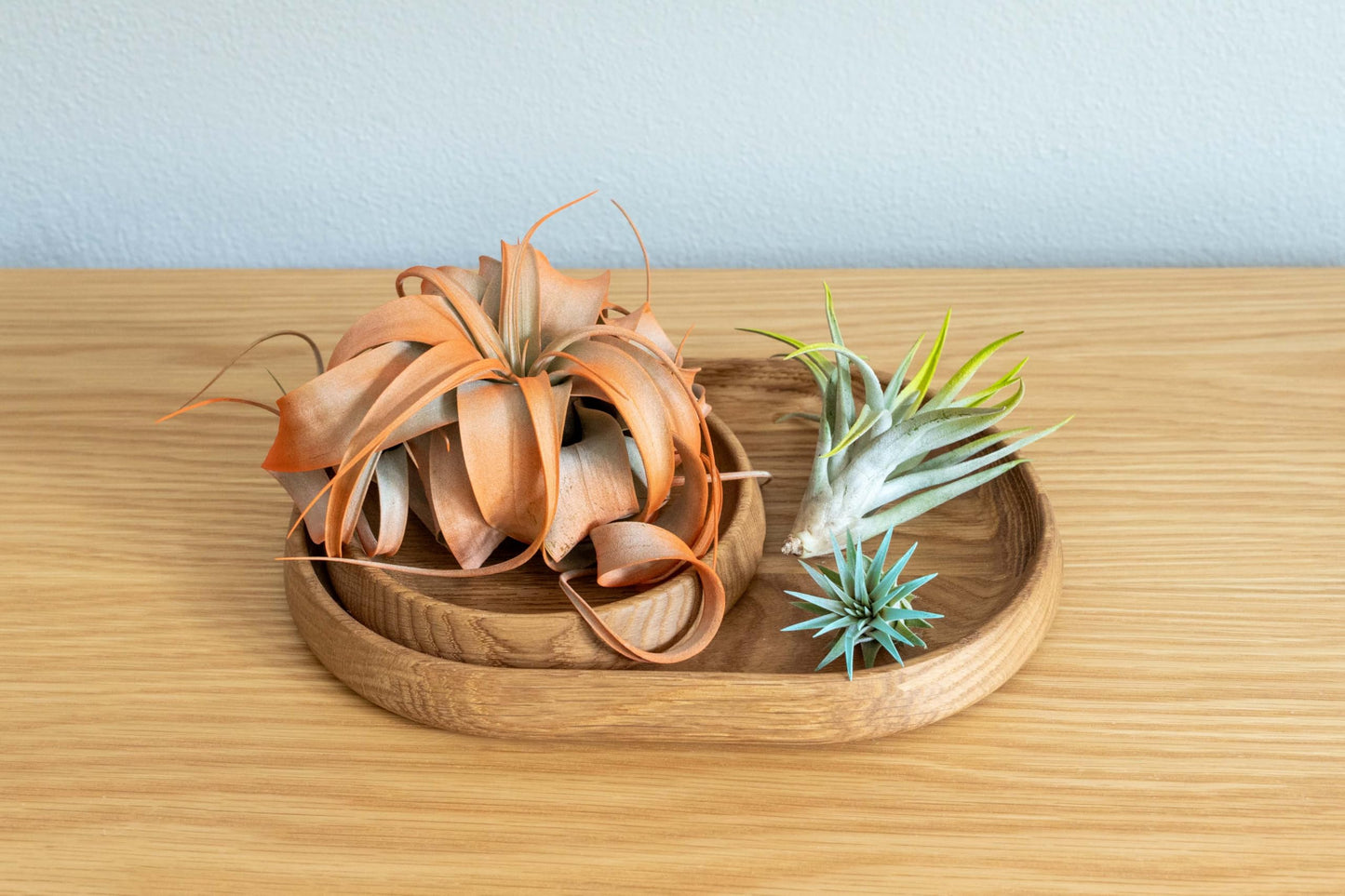 Colorful Mini Tillandsia Xerographica Air Plants in Custom Vibrant Tones - (Citrus, Pack of 3)