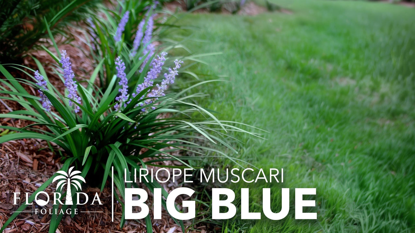 Liriope Big Blue | 10 Live 4 Inch Plants | Liriope muscari | Lavender Blue Flowers | Evergreen Ground Cover for Shade | Landscape Borders for Walkways and Beds