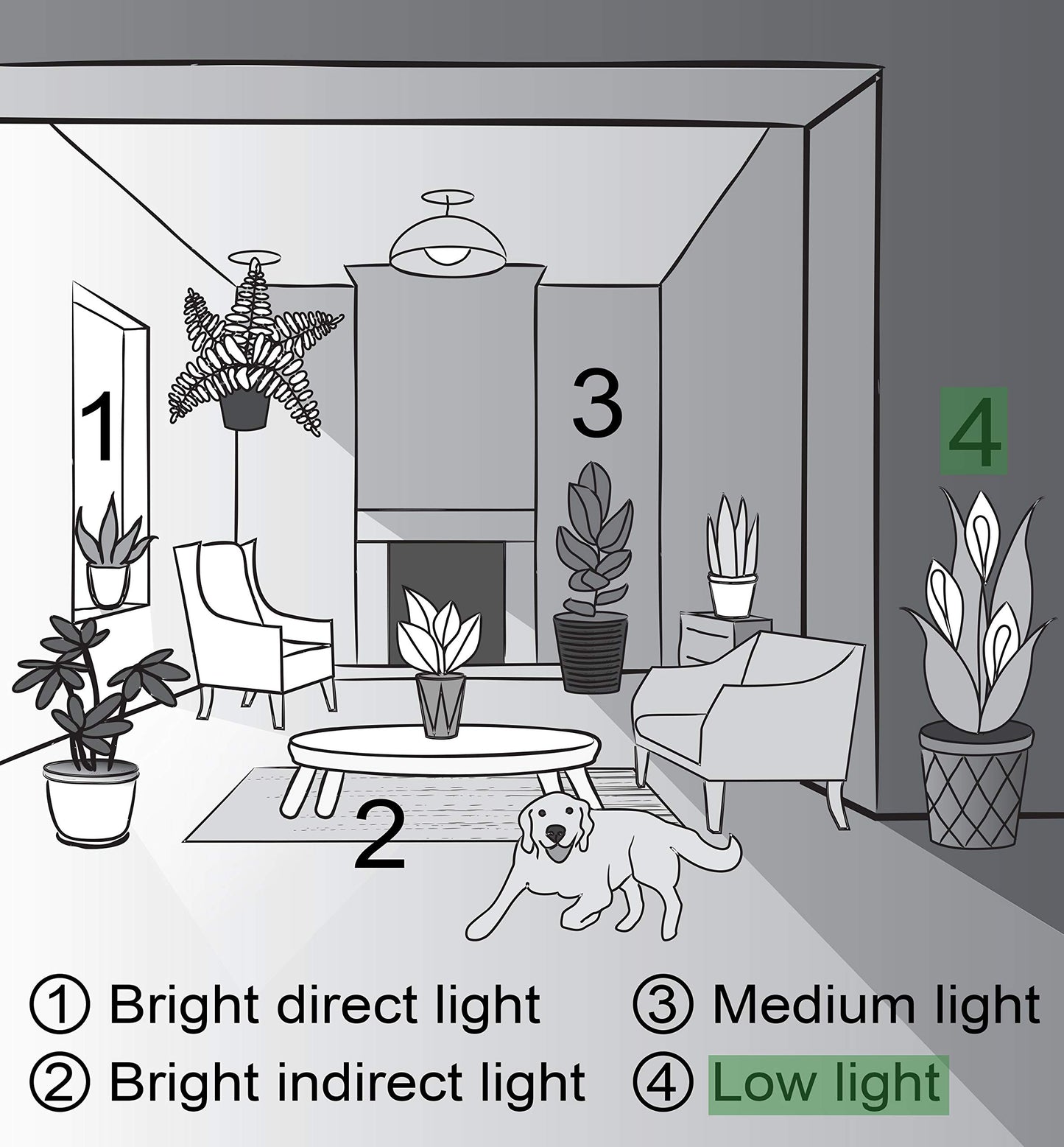 Thorsen's Greenhouse Low Light Houseplant Set, Easy Care Plants, Set of 3 Plants, Live Indoor Plants, 4" Diameter, Classic Pots (Brushed Silver)