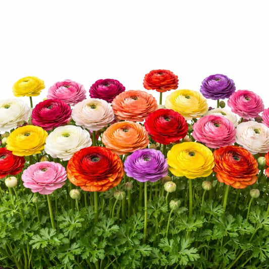 Easy to Grow Ranunculus Spring Fields Collection 30 Plant Bulbs - Spring Assorted Colorful Tecolote Buttercup Blooms in Sun, Carlsbad Flower Fields, Great for Cutting