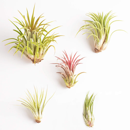 Shop Succulents Bromeliad Collection Hand Selected Variety of Tillandsia Ionantha, Purifying Live Indoor Air Plants