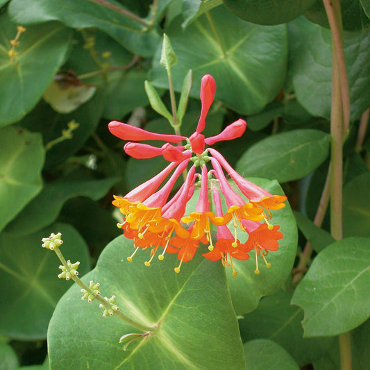 Easy to Grow Honeysuckle 'Dropmore Scarlet' - Live Potted Garden Plant, Fragrant Red & Orange Flowering Blooms