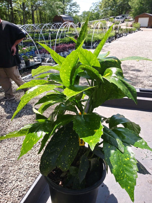 Live Plant - Gold Dust Variegated Aucuba - Live Plant - (1 Qt)