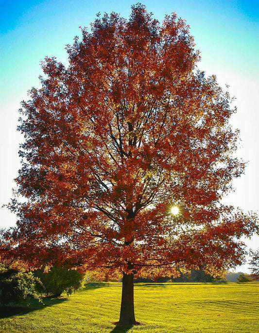 Live Plant - Pin Oak Tree - 12-18" Tall Live Plant, 4" Pot - Ships Potted - Quercus palustris