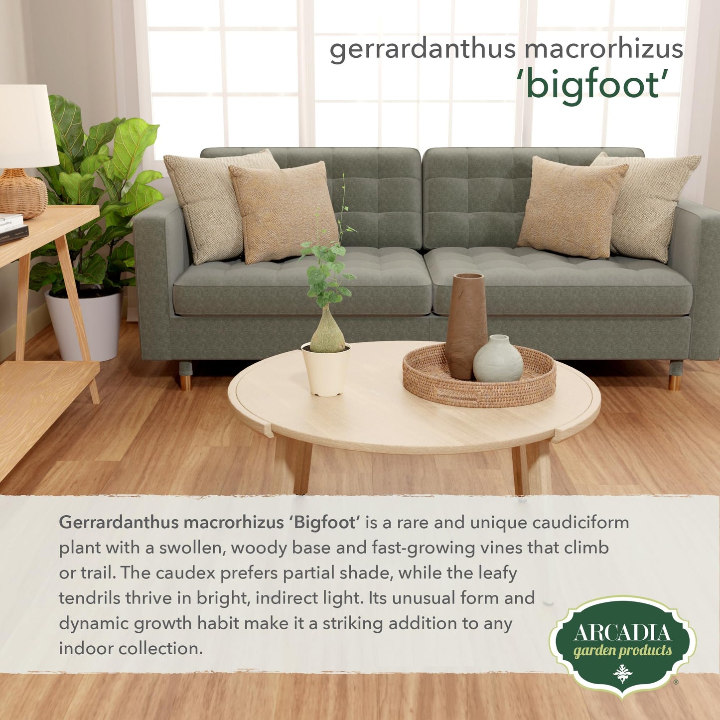 Arcadia Garden Products Live Gerrardanthus macrorhizus ‘Bigfoot’ Rare Indoor Houseplant in Plastic Pot, Tropical Plant Collector Gift for Home and Garden Decor, 4-inch, Beige