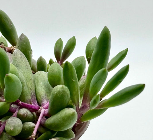 Ruby Necklace Othonna Capensis Live Succulent Plant in 4" inch Pot with Soil Fully Rooted. Hanging Trailing Purple,Easy to Care, Great for Home Office Wedding Decorations DIY Projects Party Favor