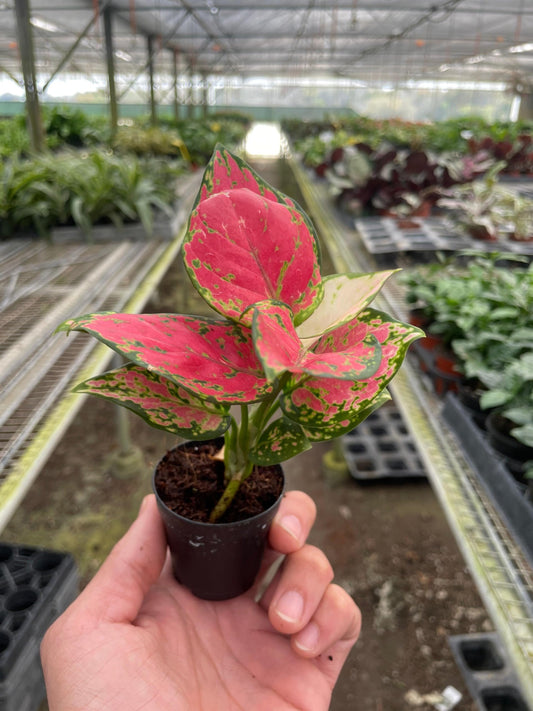 Chinese Evergreen 'Lady Valentine' | Live Plant for Indoor & Outdoor | for Living Room, Office, Bathroom | (2" Pot)