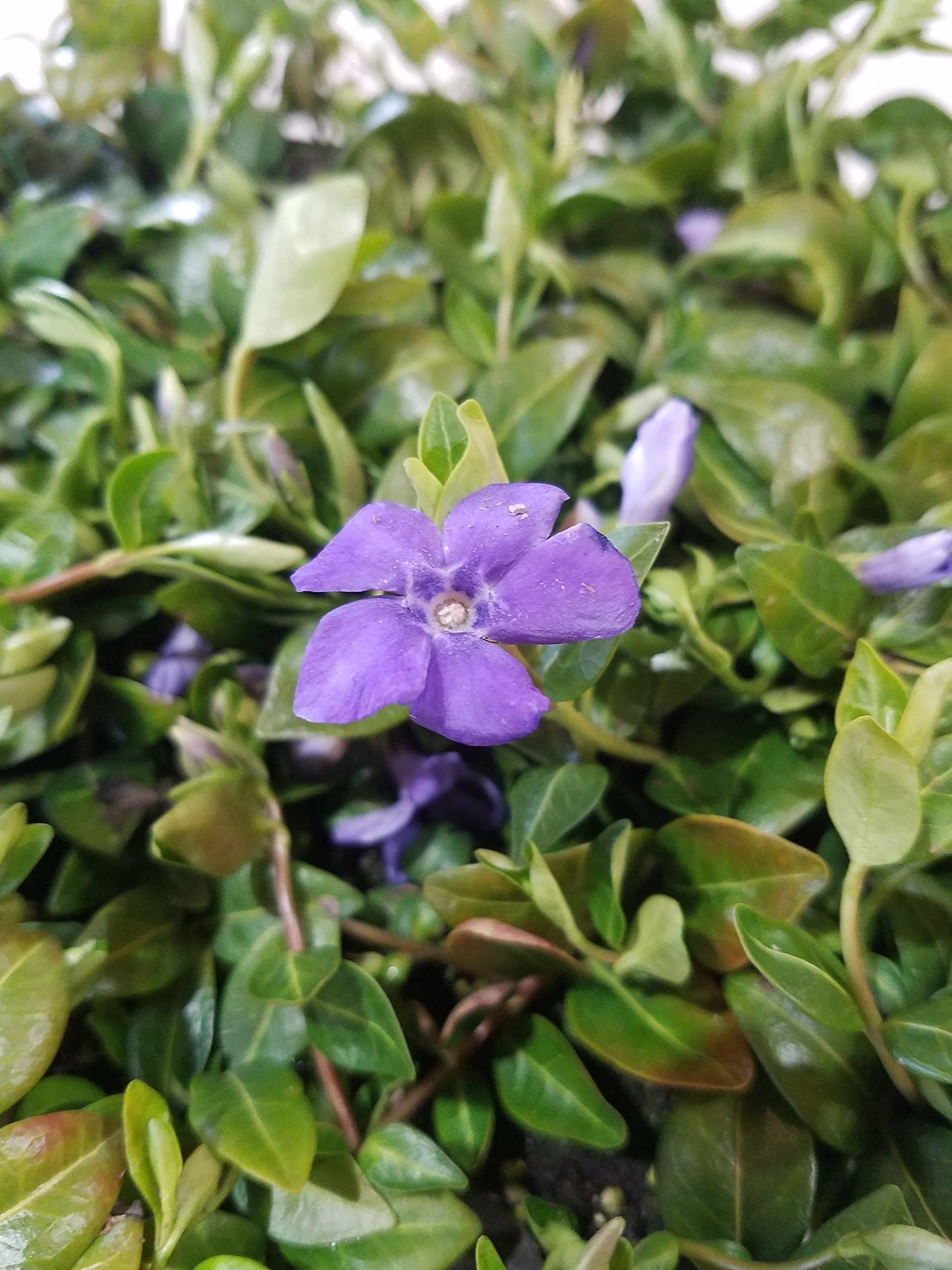 Myrtle Vinca/Periwinkle Hardy Groundcover 50 Plants 2" Pots
