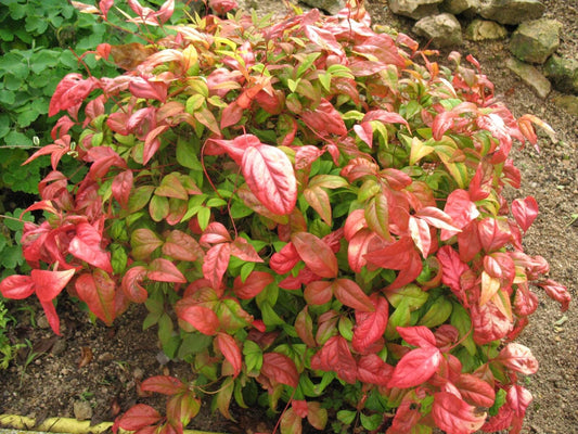 Live Plant - Firepower Nandina Heavenly Bamboo - Starter Plant