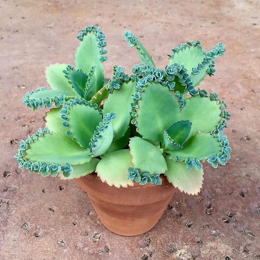 4 Mother of Thousands Live Plants - Kalanchoe daigremontiana - Mexican Hat Plant, Succulent Live Plants - Great Indoor Plant (4 Pack of Plants)