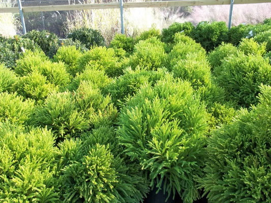 Cryptomeria Japonica Globosa Nana Japanese Cedar Evergreen Tree Plant, 3 Gallon, 12x12 Inch