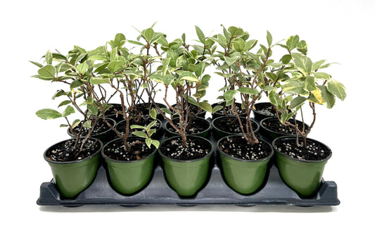 Variegated Confederate Jasmine | 1 Live 4 Inch Pot | Trachelospermum asiaticum Variegatum | Evergreen Vining Plants | Fast Growing Groundcover