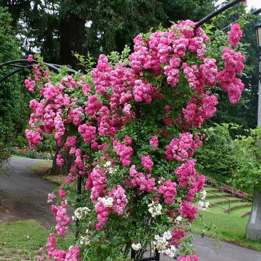 Heirloom Roses Rose Plant - Super Dorothy® Pink Rose Bush, Climbing Rose Live Plant for Planting Outdoors
