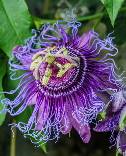Passiflora Incense Live Plant | 5-9" Tall | Highly Fragrant Royal Purple Passion Flower Vine | Hardy Zone 6-9 | Fast-Growing Outdoor Trellis & Patio Climber | Exotic Butterfly Attractor