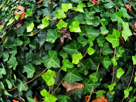 Greenwood Nursery: Live Ground-Cover Plants - English Ivy + Hedera Helix - [Qty: 50 Bare Roots] - (Click for Other Available Plants/Quantities)