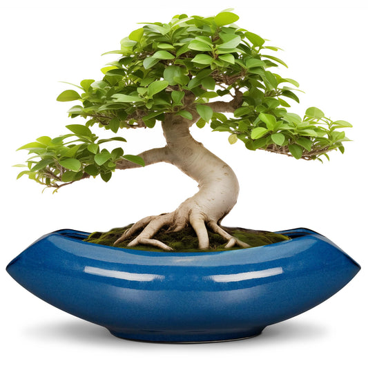 Teagas Bonsai Tree Pot 18 Inch - Ceramic Succulent Pots Large Bonsai Planter for Indoor Outdoor Plants Decorative Plant Pot with Drainage Hole Flower Pot for Home Garden Room Decor Blue