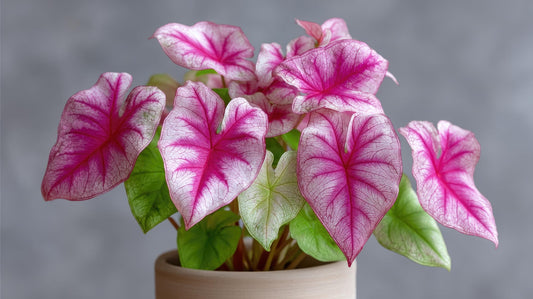 Chinook Caladium Bulbs for Planting – Red Pink Fancy-Leaf Caladium Shade Plants, Tropical Foliage Indoor or Outdoor Container Garden Houseplants, Easy-Grow Bulbs (6 Bulbs)