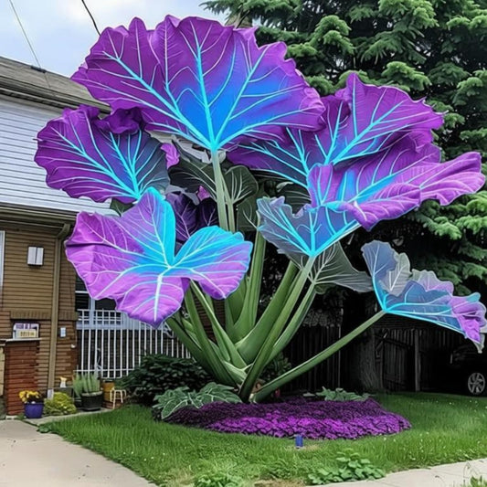 JWDSKT 2-Elephant Ear-Alocasia Big Spring Sale for Backyard Oasis or Shaded Garden-Cold Tolerant Striking Velvet Texture (6)