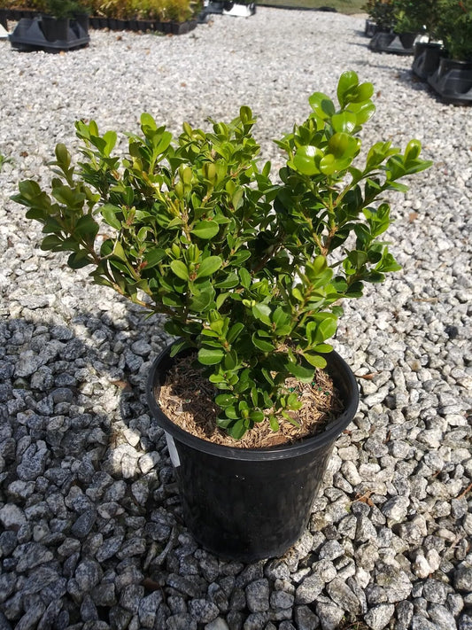 Live Plant - Japanese Boxwood (Buxus) - Live Plant - (2.5 Qt) - Evergreen