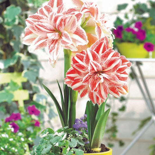 Amaryllis ‘Dancing Queen’ Bulb – Striking Double Red and White Blooms | Premium Outdoor Hippeastrum Variety, Easy-to-Grow Perennial Flower Bulb for Vibrant Summer and Garden Color Displays