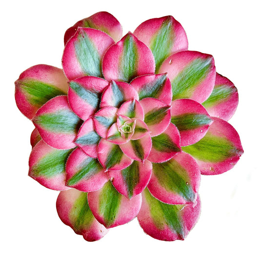 FWPP Succulents Plants Live Echeveria Perle von Nürnberg,Mini Succulents Red 3 inches Mini Succulents,Bare Root Without Pot,Succulent Plant Live Decoration Plant Gifts
