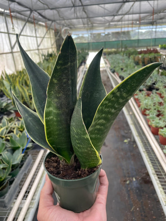 Snake 'Fabi' | Live Plant for Indoor & Outdoor | for Living Room, Office, Bathroom | (4" Pot)