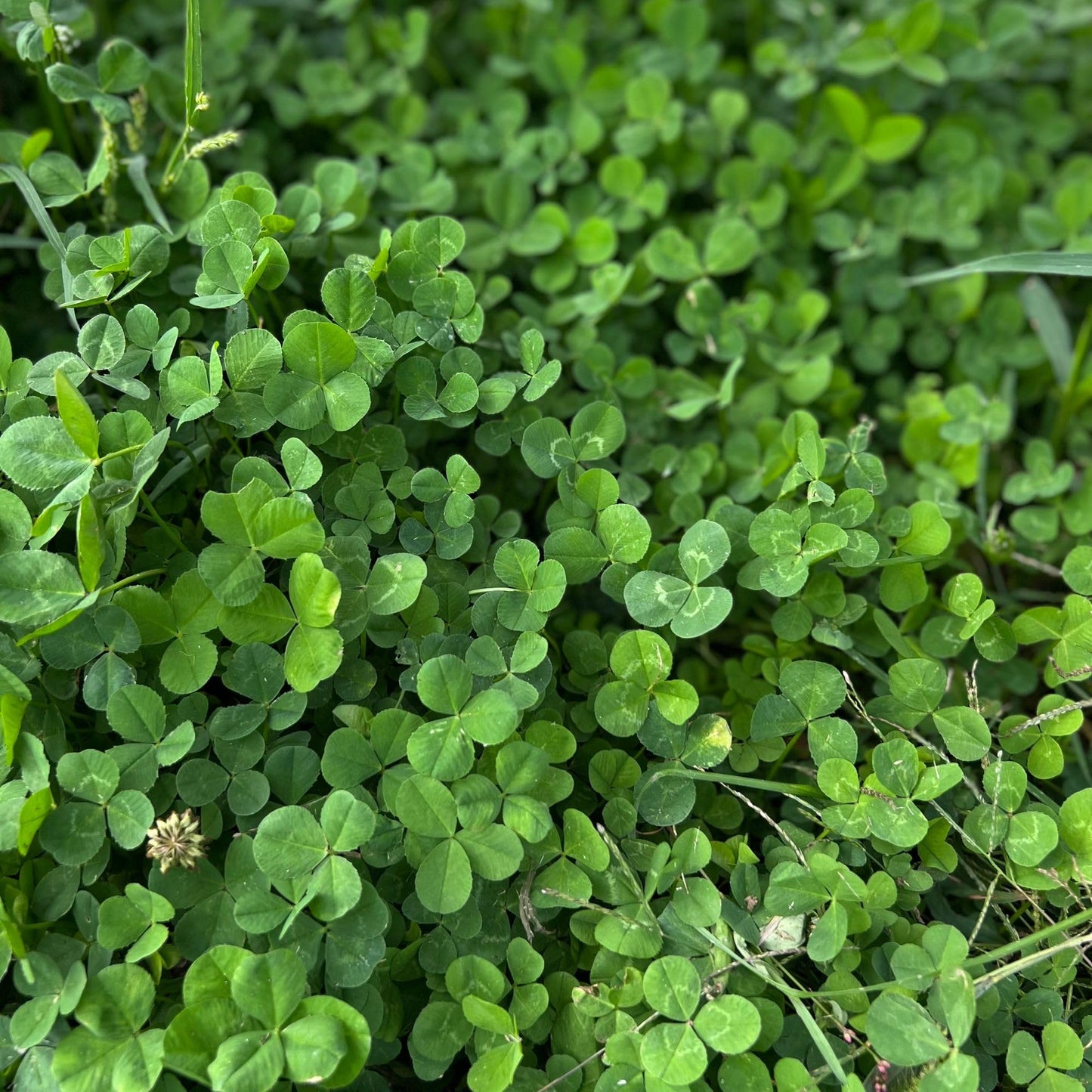 Micro Clover Seed for Lawn - 25 Lb Bulk - ~10 Million Microclover Seeds for Planting - Drought-Tolerant Mini Grass Alternative by Mountain Valley Seed Company