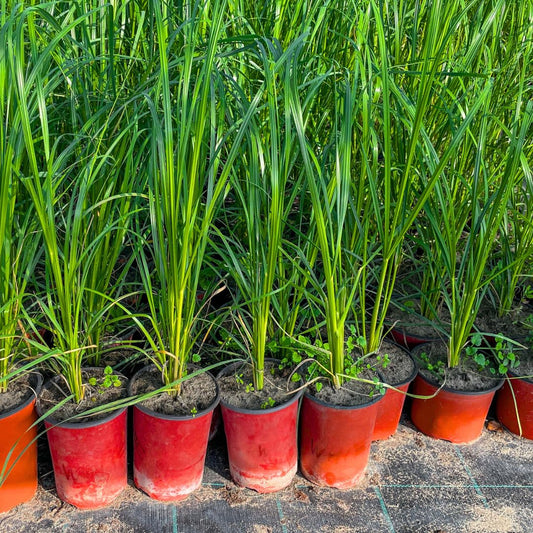 7 Lemon Grass Plants Live Outdoor, No Pot, Well-Rooted 4-8" Tall Lemon Grasses Live Plant for Outside, Starter Lemongrass Plant Indoor Outdoor Planting