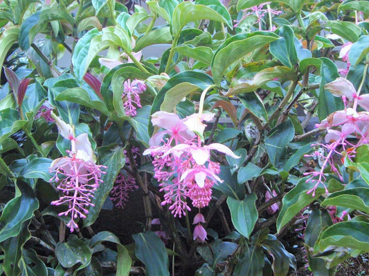 Live Plant - CHANDALIER Plant Medinilla CummingiiLive PlantPendulous Pink Blooms