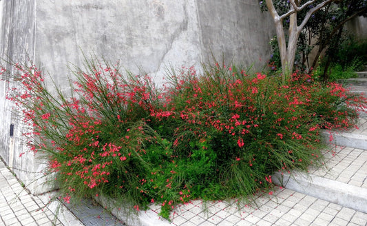 Firecracker Red | 2 Extra Large Trade 3 Gallon Plants | Unspecified Botanical Name | Vibrant Garden Addition | Full Sun Perennial