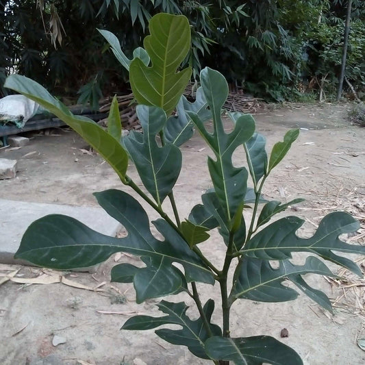 Live Plant - Jack Fruit Tropical Fruit Tree 1’-2’ Tall