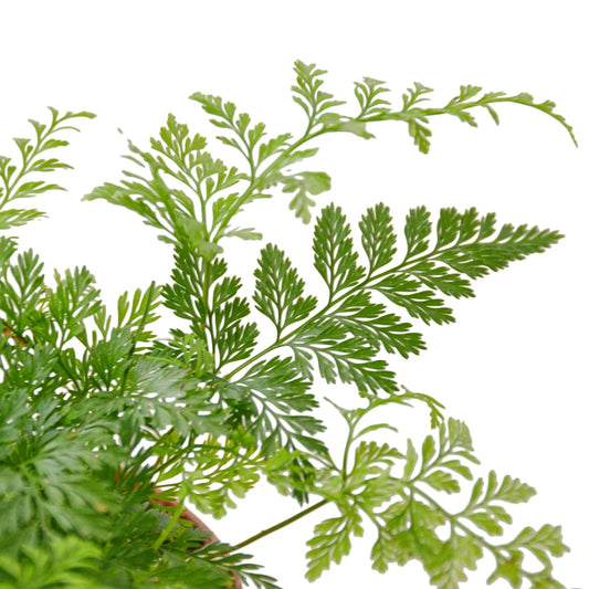Rabbit's Foot Fern | Live Plant for Indoor & Outdoor | for Living Room, Office, Bathroom | (6" Pot)